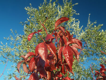 CaprioliMariaTeresa_Autunno_Rouge