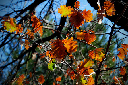 FregnanErminia_Sugli alberi,le foglie