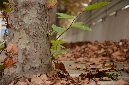 PensaTeresa_Autunno_scorci metropolitani