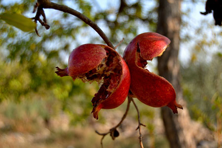 ValenteAnna_autunno_farfalla