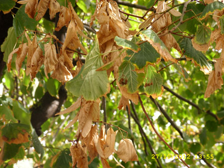 Vilardi Livio_Autunno_Foglie accartocciate