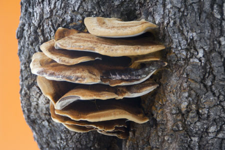 ZannaGaspare_Autunno_I sapori della terra in un tronco